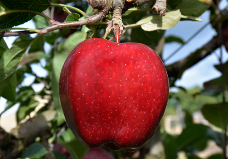 Apple - Apple tree - Dalival - SUPERCHIEF SANDIDGE COV