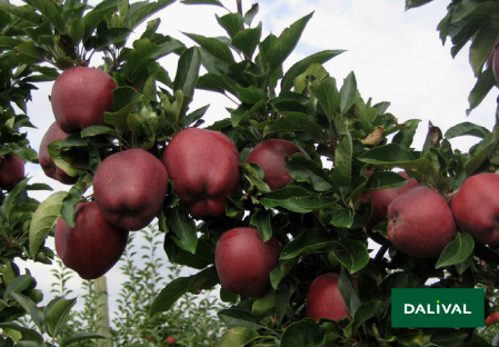 Apple - Apple tree - Dalival - SUPERCHIEF SANDIDGE COV