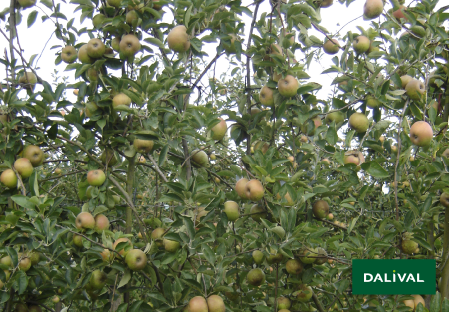 Apple - Apple tree - Dalival - REINETTE D'ARMORIQUE