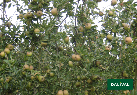 Variete pomme pommier Dalival REINETTE D'ARMORIQUE