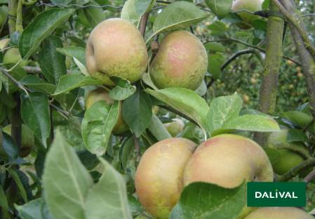 Variete pomme pommier Dalival REINETTE D'ARMORIQUE