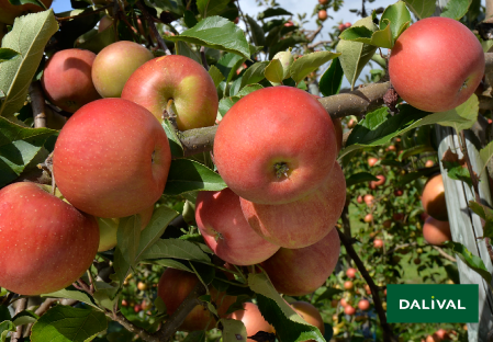 Apple - Apple tree - Dalival - RUBINETTE ROSSO RAFZUBEX