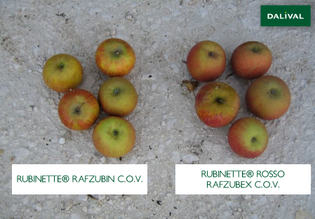 Variete pomme pommier Dalival RUBINETTE ROSSO RAFZUBEX