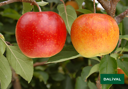 Variete pomme pommier Dalival RUBINETTE ROSSO RAFZUBEX