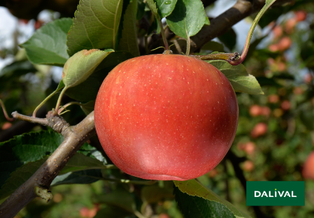 Variete pomme pommier Dalival RUBINETTE ROSSO RAFZUBEX