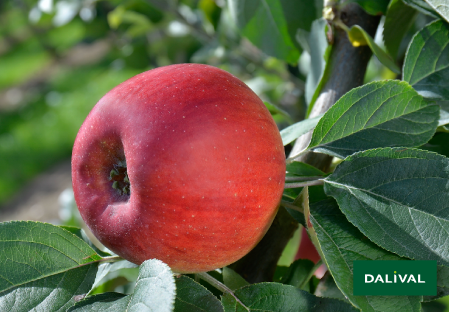 Variete pomme pommier Dalival REINE DES REINETTES BELRENE