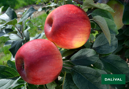 Apfel -Apfelbaum - Dalival - REINE DES REINETTES BELRENE