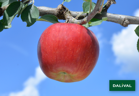 Variete pomme pommier Dalival REINE DES REINETTES LEPAGE