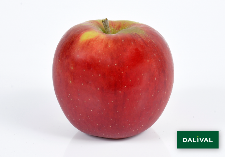 Apple - Apple tree - Dalival - REINE DES REINETTES LEPAGE