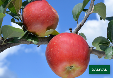 Apple - Apple tree - Dalival - REINE DES REINETTES LEPAGE