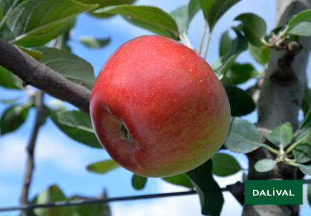 Apple - Apple tree - Dalival - REINE DES REINETTES PLASSART