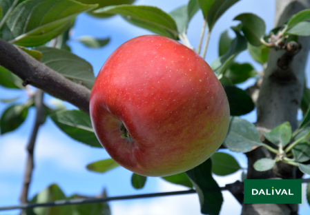 Variete pomme pommier Dalival REINE DES REINETTES PLASSART