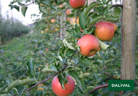 Variete pomme pommier Dalival SAPORA AW106