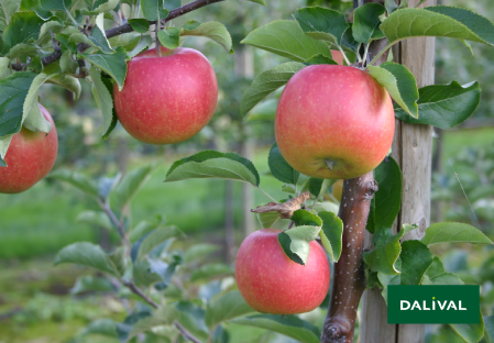 Apple - Apple tree - Dalival - SAPORA AW106