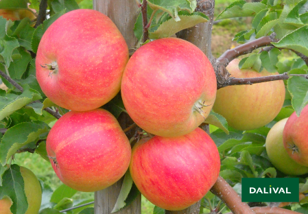 Variete pomme pommier Dalival SAPORA AW106