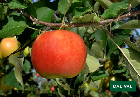 Variete pomme pommier Dalival SAPORA AW106