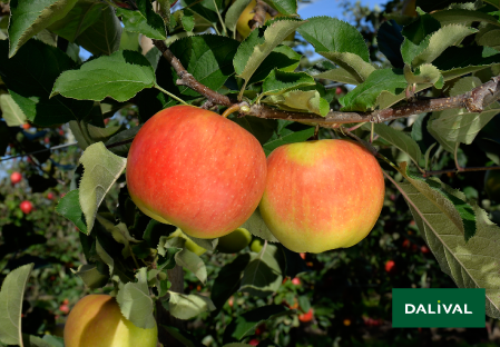 Variete pomme pommier Dalival SAPORA AW106