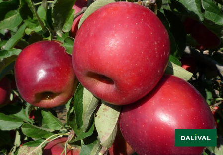 Odmiana - jablko - Dalival - STORY Inored COV
