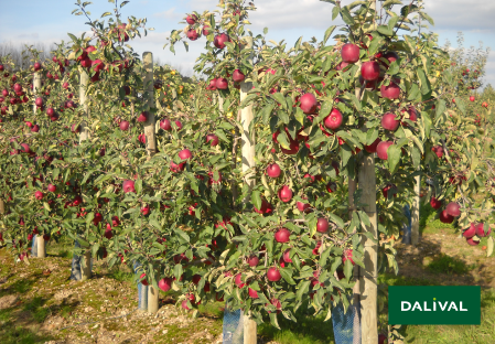 Apple - Apple tree - Dalival - STORY INORED COV
