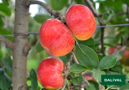 Apple - Apple tree - Dalival - SUNTAN