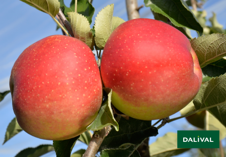 Variete pomme pommier Dalival WELLANT