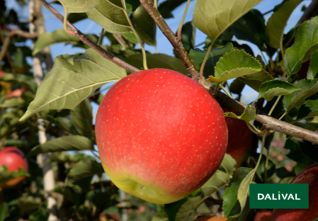 Variete pomme pommier Dalival WELLANT