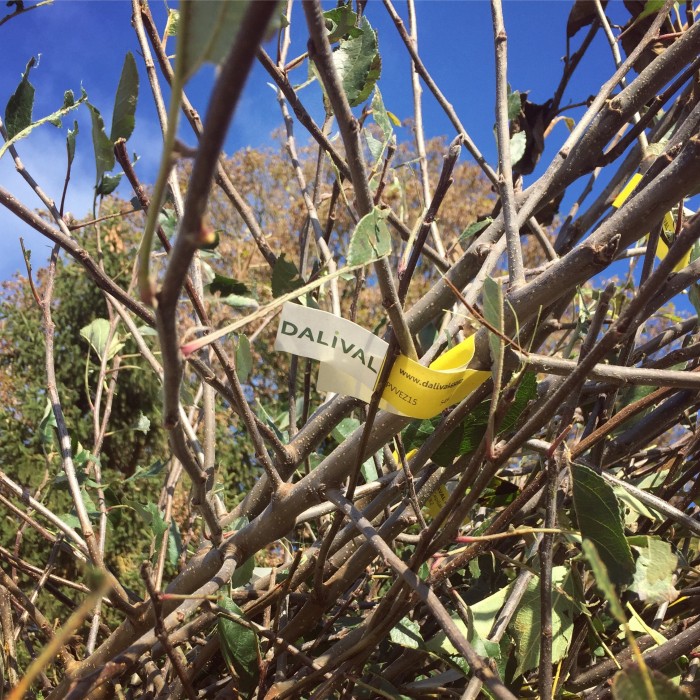 Sradicamento degli alberi Dalival