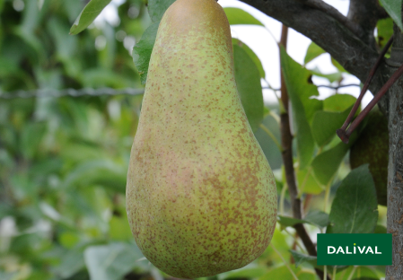 Pears - Dalival - Abate Fetel
