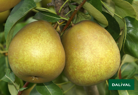 Pears - Dalival - Beurre Hardy