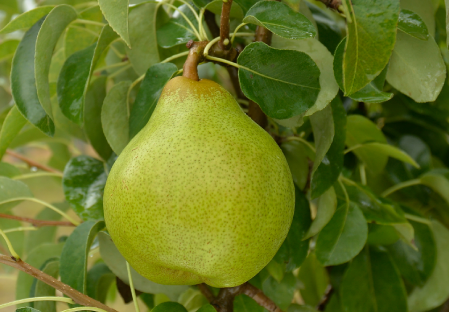 Pears - Dalival - Doyenné du Comice