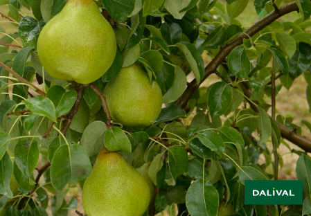 Pears - Dalival - Doyenné du Comice