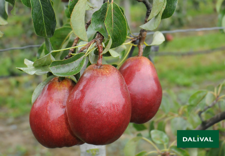 Pears - Dalival - Regal Red® Comice