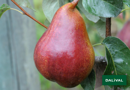 Pears - Dalival - Regal Red® Comice