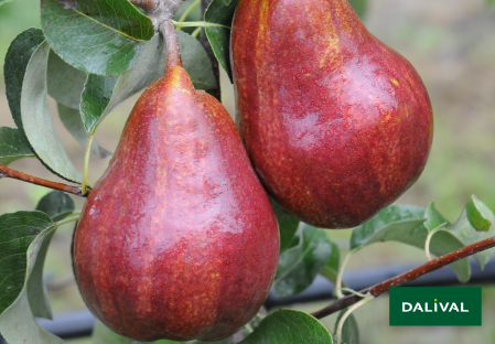 Pears - Dalival - Regal Red® Comice