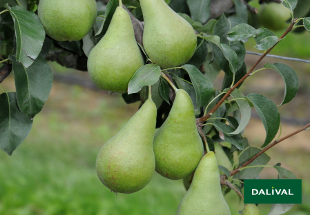 Pears - Dalival - Concorde