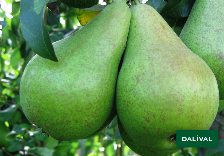 Pears - Dalival - Concorde