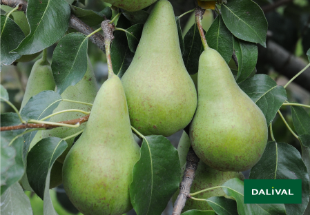 Pears - Dalival - Concorde