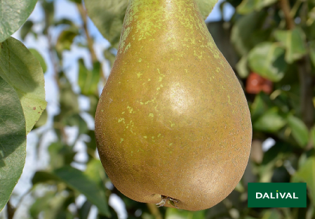 Pears - Dalival - Conférence