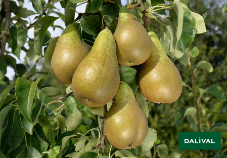 Pears - Dalival - Conférence