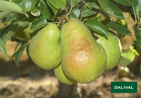 Pears - Dalival - Dr Jules Guyot