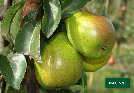 Pears - Dalival - Louise Bonne