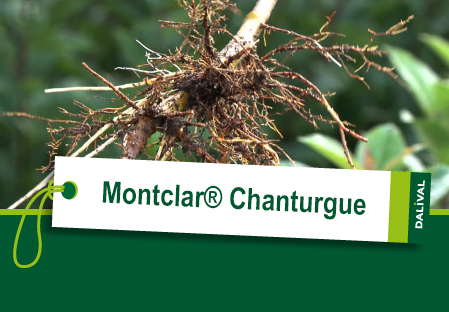 Portainjertos para melocotón/nectarina Montclar® Chanturgue