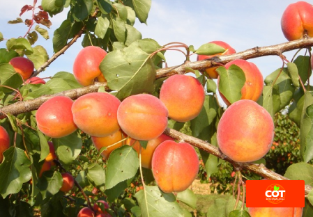 Variedad albaricoque árbol Dalival Playa Cot