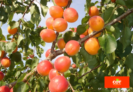 Variety apricot tree Dalival Lady Cot