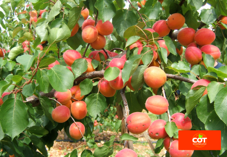Variety apricot tree Dalival Lady Cot