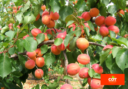 Variety apricot tree Dalival Lady Cot