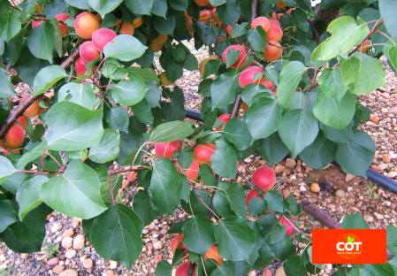 Variety apricot tree Dalival Lady Cot