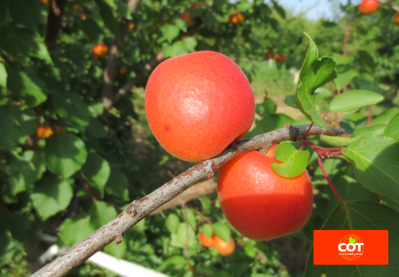 Variety apricot tree Dalival Lady Cot