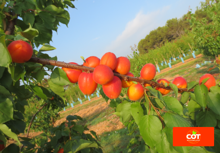 Variedad albaricoque árbol Dalival Playa Cot