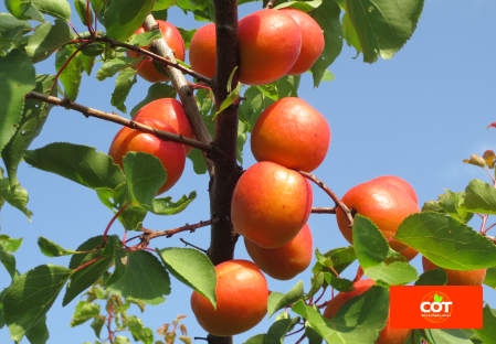 Variety apricot tree Dalival Playa Cot